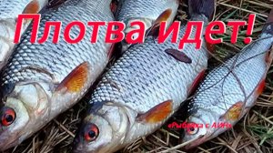 «Крупная плотва на поплавок уже пошла! | Рыбалка на маховую удочку.