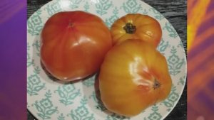 Томаты для открытого грунта. Какие сорта оказались более устойчивы к похолоданиям.  г. Киров