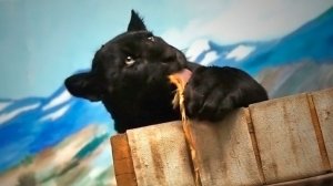 Черный ягуарчик Габриэль развлекается с игрушками, а Порги лежит на шикарной, большой лежанке.