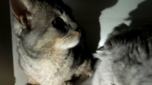 КОШАЧЬЯ ИСТОРИЯ УЖАСОВ 6 СЕРИЯ | ЧЁРНАЯ ВАЛЕНТИНКА