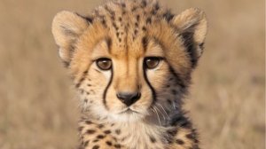 Животный мир : 🌍 🐾 Захватывающие приключения в мире дикой природы