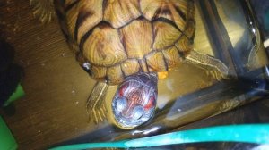 Красноухая черепаха 🐢 утро 19-11-2025. Анекдоты 🧙♀️ от умной Колонки Маруся!!!