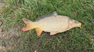 Рыбалка на фидер осенью, тут есть и крупные особи, карп, карась