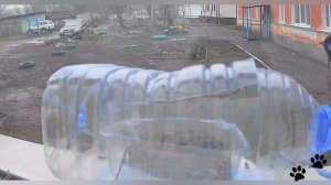 Синицы прилетают за семечками 🐦⬛