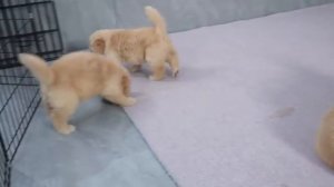 Овчарка убегает от щенков золотистого ретривера - 2025 год