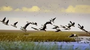 Улетать не хочу.