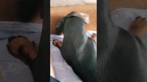 Такса смешно играет