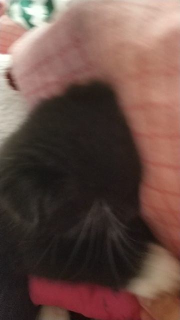 кошка пуся маленькая смотреть онлайн