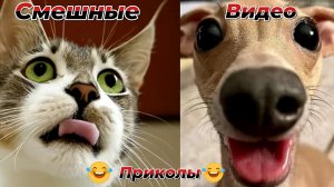 Смешные видео приколы|Коты и собаки|Юмор и Приколы.