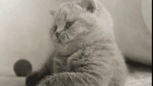 Кошка не знала (1) .