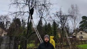 Услуги Агрономов по обрезке плодовых деревьев и ягодных кустов в Москве и МО по т. 8 495 669 52 23