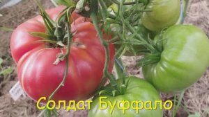 Крупноплодные сорта томатов.