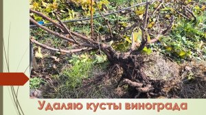 Корчую виноградные кусты . Ноябрь 2025