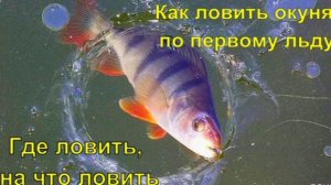 Как ловить окуня по первому льду . Где ловить, на что ловить .