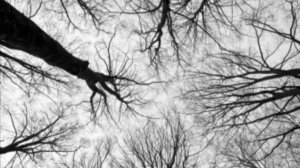 ДУХ АНТИХРИСТА / МОЛИТВА В ЛЕСУ