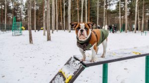 Площадки для выгула собак в Югре оборудуют по ГОСТу