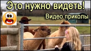 Смешное видео с животными и людьми.