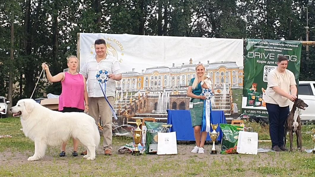 26.07.2025, СПб. Клуб "Аскона" (РКФ, РФЛС). Выставка собак "КУБОК АСКОНЫ ЛЕТО" (САС, ЧРКФ)
