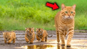 Кошка Принесла Домой Троих Тигрят — То, Что Было Пото
