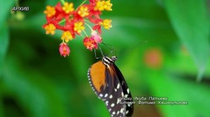 УТРО ИНГУШЕТИИ  20.11.25