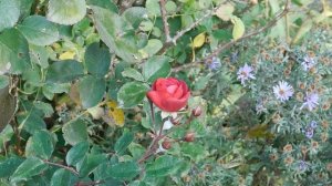 12=11=2025  ПВН  (39)