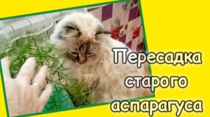 Как пересадить старый аспарагус.