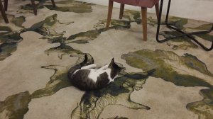 кошки турции