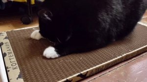 Федя очень рад новой когтеточке!❤️