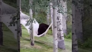 Мишка очень хотел отдохнуть в гамаке, но так и не смог #shorts