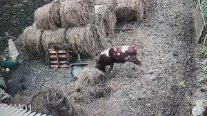 Бык-Разрушитель / Огород в беде!