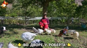 Содержание кур в домашних условиях и других птиц во дворе у Роберта 🐣🐤🦆🐔🪿🦃 (338)