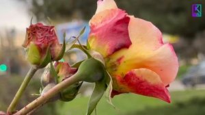 🌿 Керченские розарии готовят к зиме