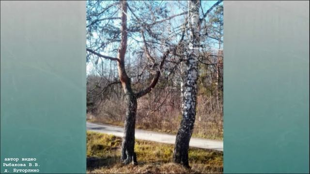 Деревья, как люди