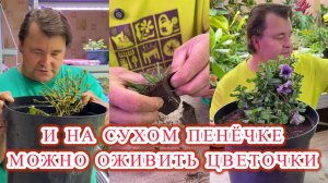 Эти простые правила помогут вам легко и просто черенковать любые растения.