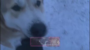 Приюту "Кот и Пёс": Нужна ваша помощь.