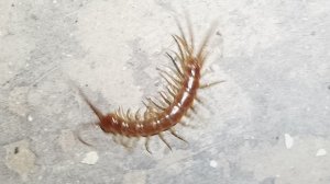 насекомые в Новгородской области, многоножка Костянка 19-11-2025