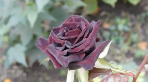 12=11=2025  ПВН  (87)