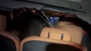 🫎В Бронницах лось выбежал на дорогу, пробил люк у автомобиля и умер в салоне🫎