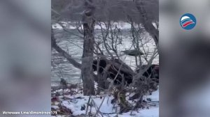 Семья косолапых хищников обокрала рыбаков на Камчатке