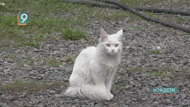 Новости Старого Оскола от 19 ноября