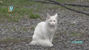 Новости Старого Оскола от 19 ноября