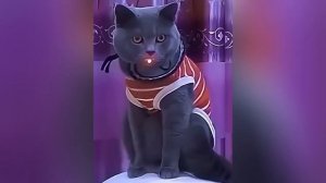 Смешные животные №5