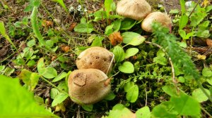 Июньские грибочки