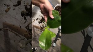 Орхидея на реанимацию и наращивание корней