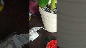 новые приключения игрушек. серия 1 : бесплатная машинка