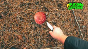 Пьянствую и собираю мухоморы 🍄