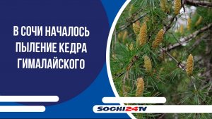 В Сочи началось пыление Кедра Гималайского