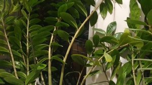 Ноябрь беснуется...