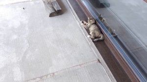 VLOG Воспоминания 2021г. У Анюты новый друг?