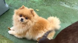 Пришла из магазина с подарками.